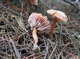 L. laccata – The very broad gills show well on the left mushroom.
